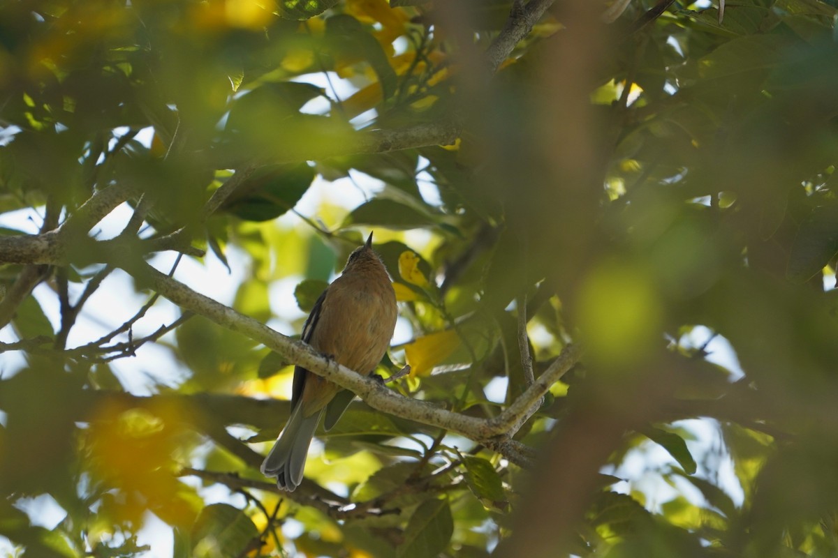 Cinereous Conebill - ML611143161