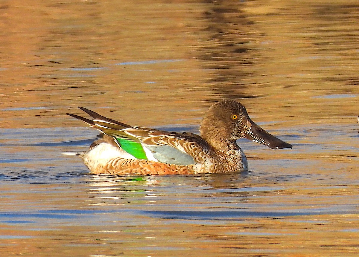 Northern Shoveler - ML611143170