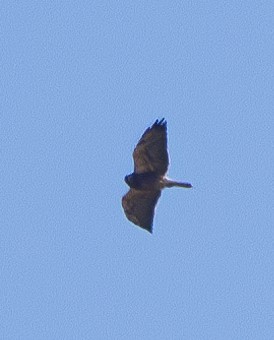 Swainson's Hawk - Elizabeth Crouthamel