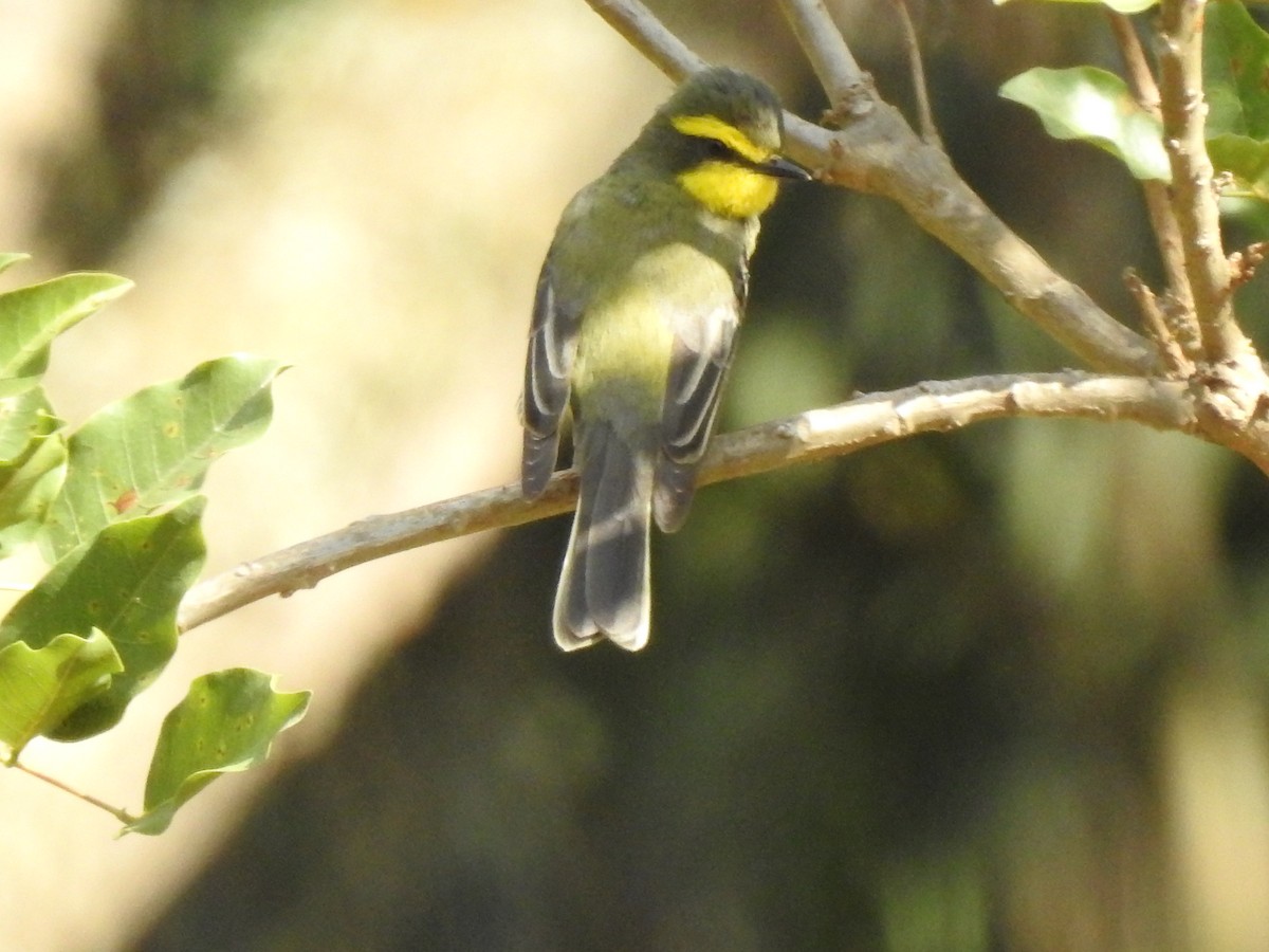Yellow-browed Tyrant - ML611143306