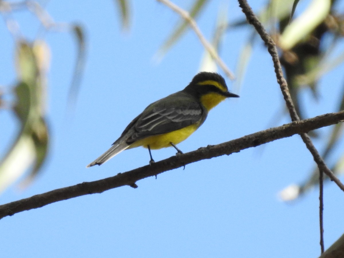 Yellow-browed Tyrant - ML611143308
