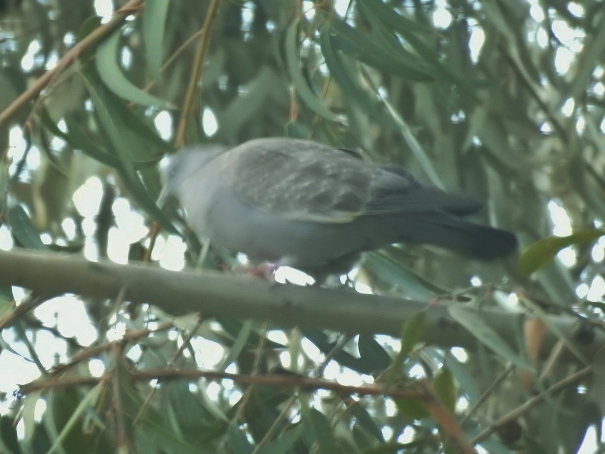 Spot-winged Pigeon - ML611143319