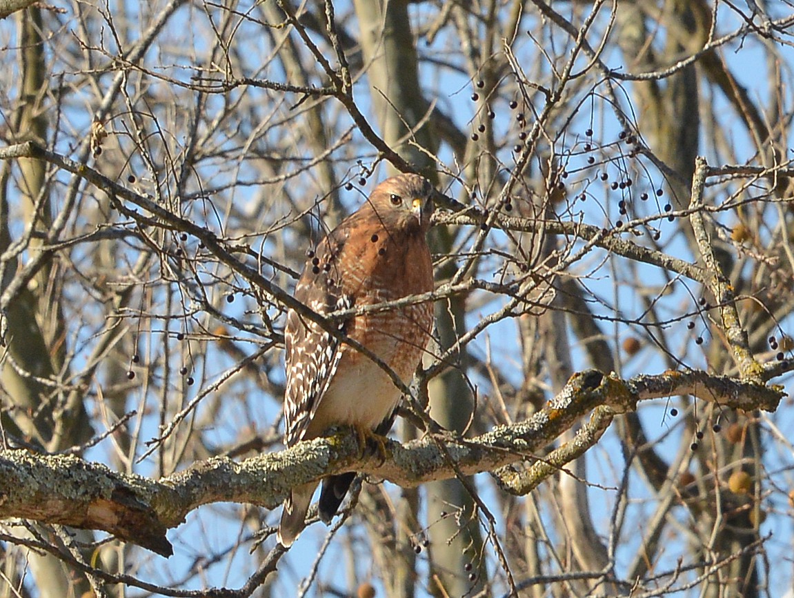 Red-shouldered Hawk - ML611143320