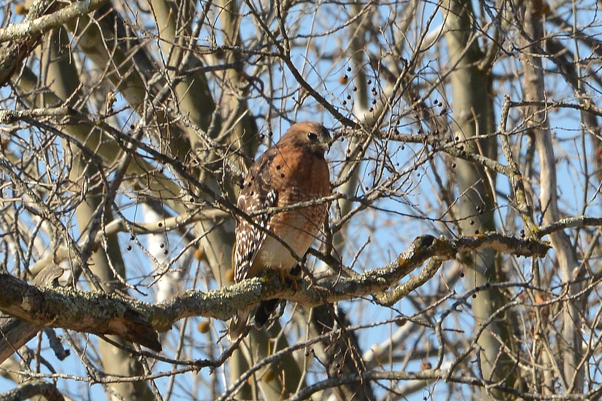 Red-shouldered Hawk - Bill Telfair