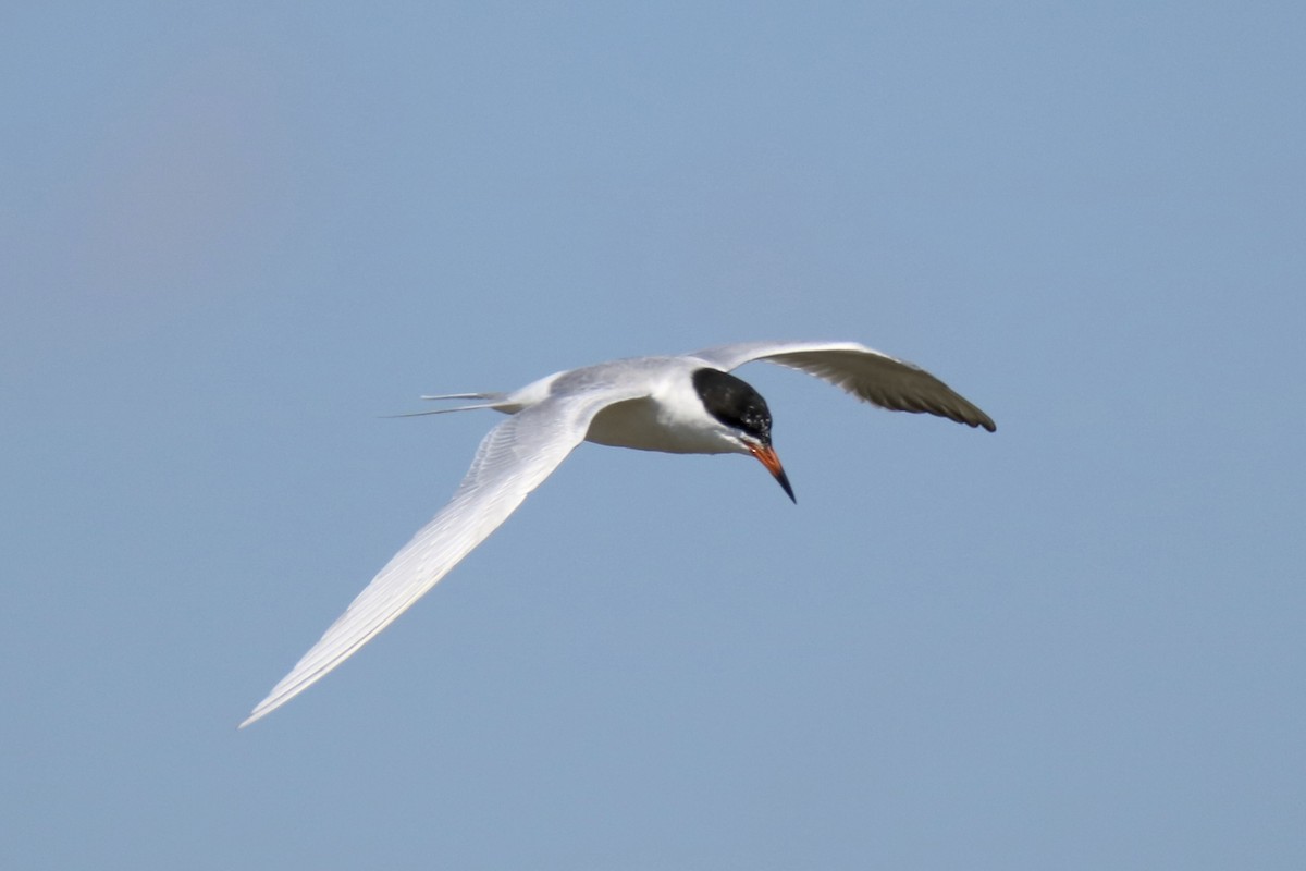 Forster's Tern - ML611143340