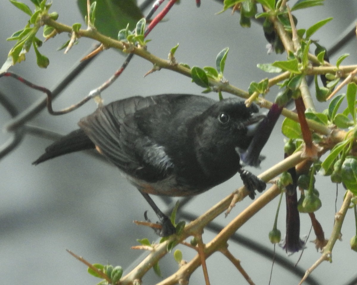 Gray-bellied Flowerpiercer - ML611143396