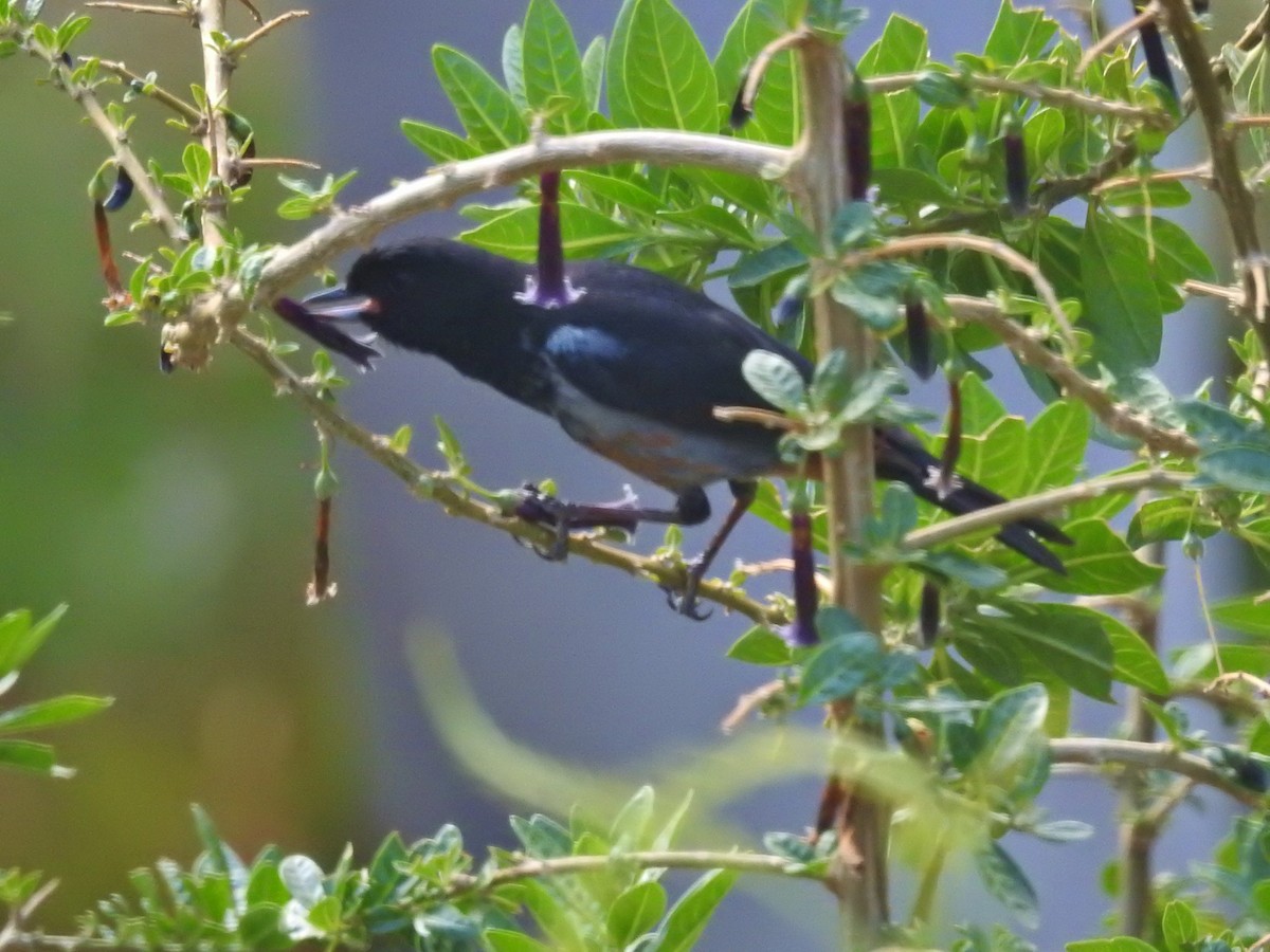 Gray-bellied Flowerpiercer - ML611143398