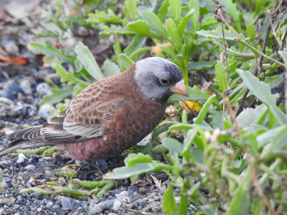 Gray-crowned Rosy-Finch - ML611143446