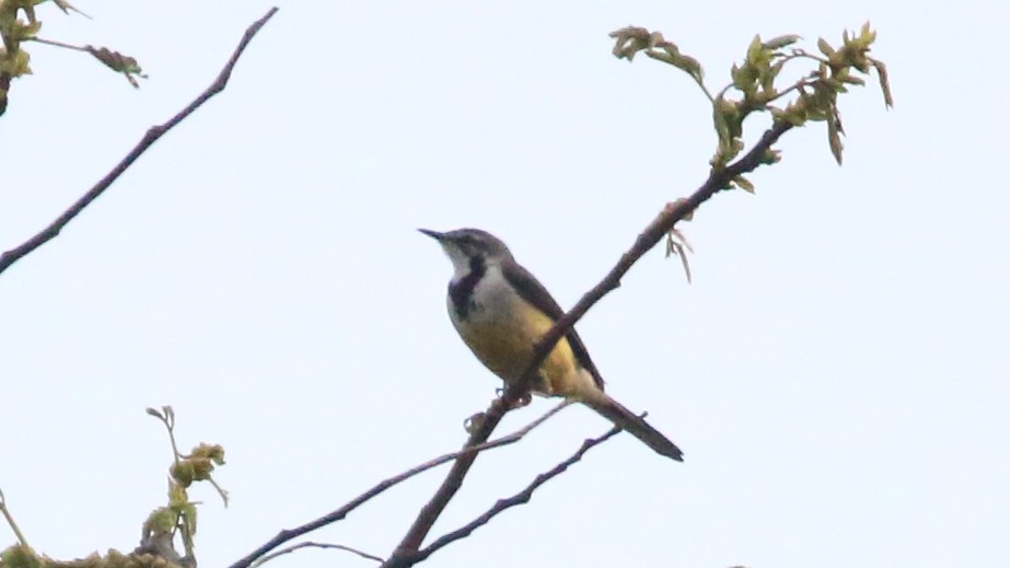 Madagascar Wagtail - ML611143452