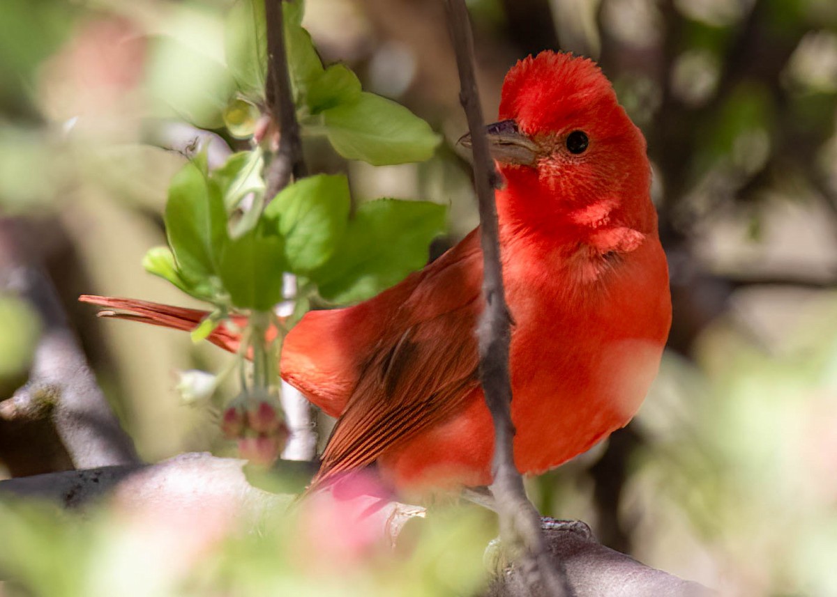 Summer Tanager - ML611143481