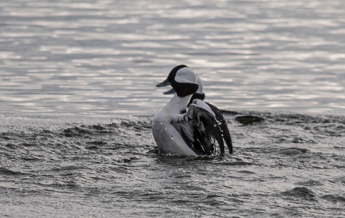 Bufflehead - Peter McNamee