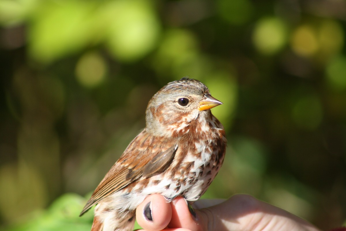 Fox Sparrow - ML611143572