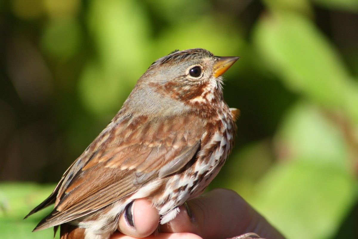 Fox Sparrow - Greg Lawrence