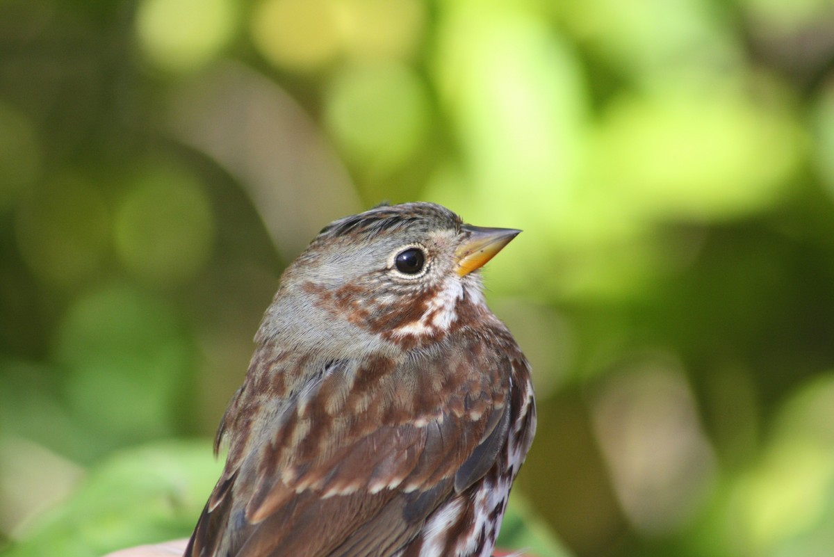 Fox Sparrow - ML611143574