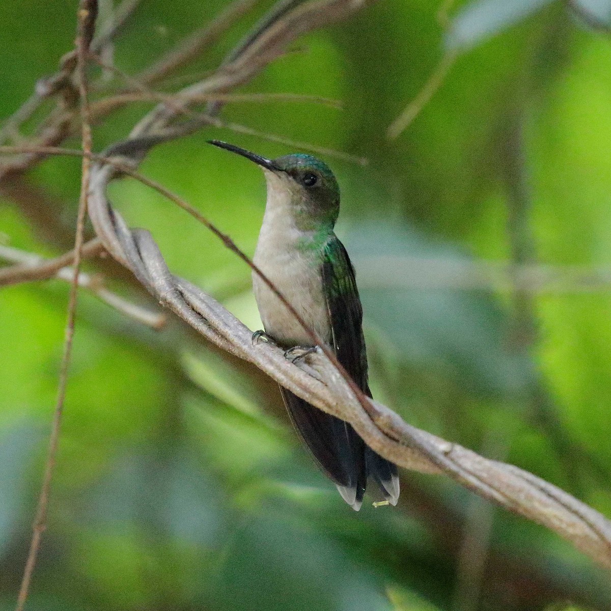 Violet-capped Woodnymph - José Dionísio JDionísio