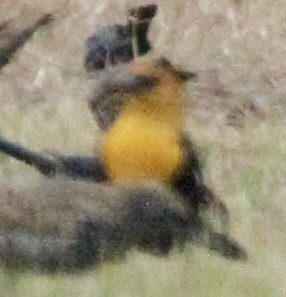 Yellow-headed Blackbird - ML611143597