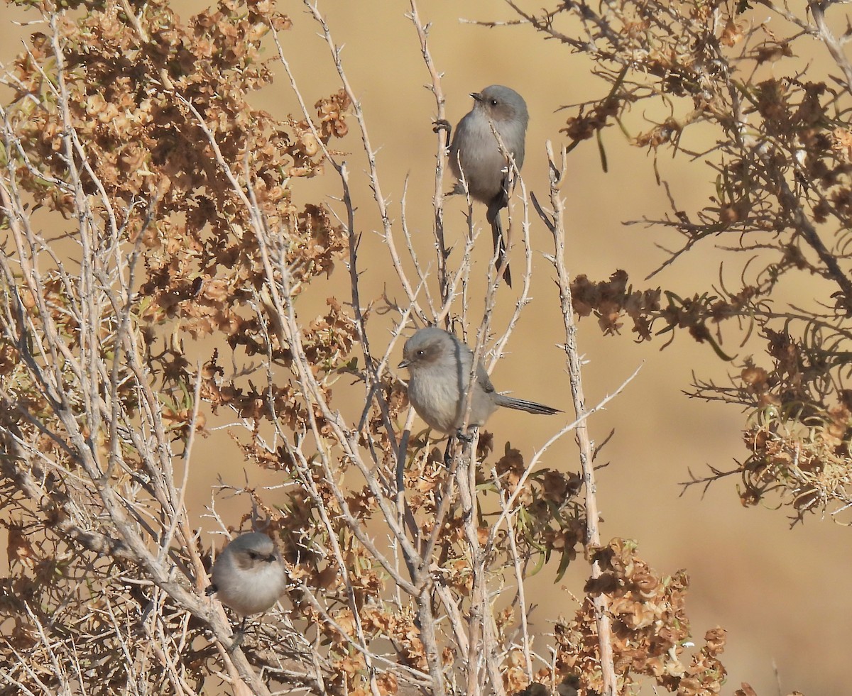 Bushtit - ML611143613