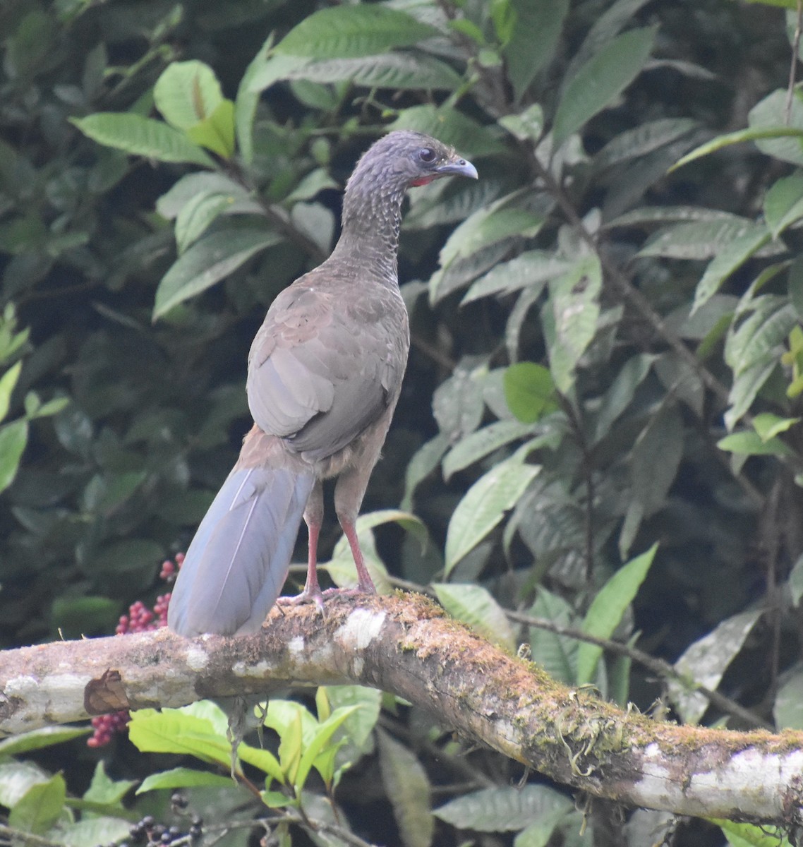 Colombian Chachalaca - ML611143615