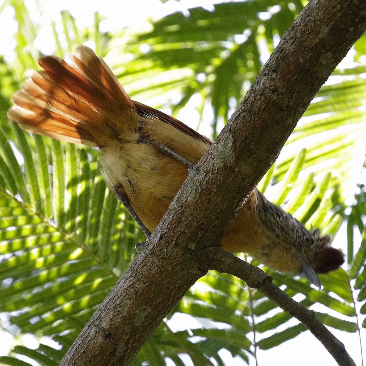 Barred Antshrike (Barred) - ML611143684