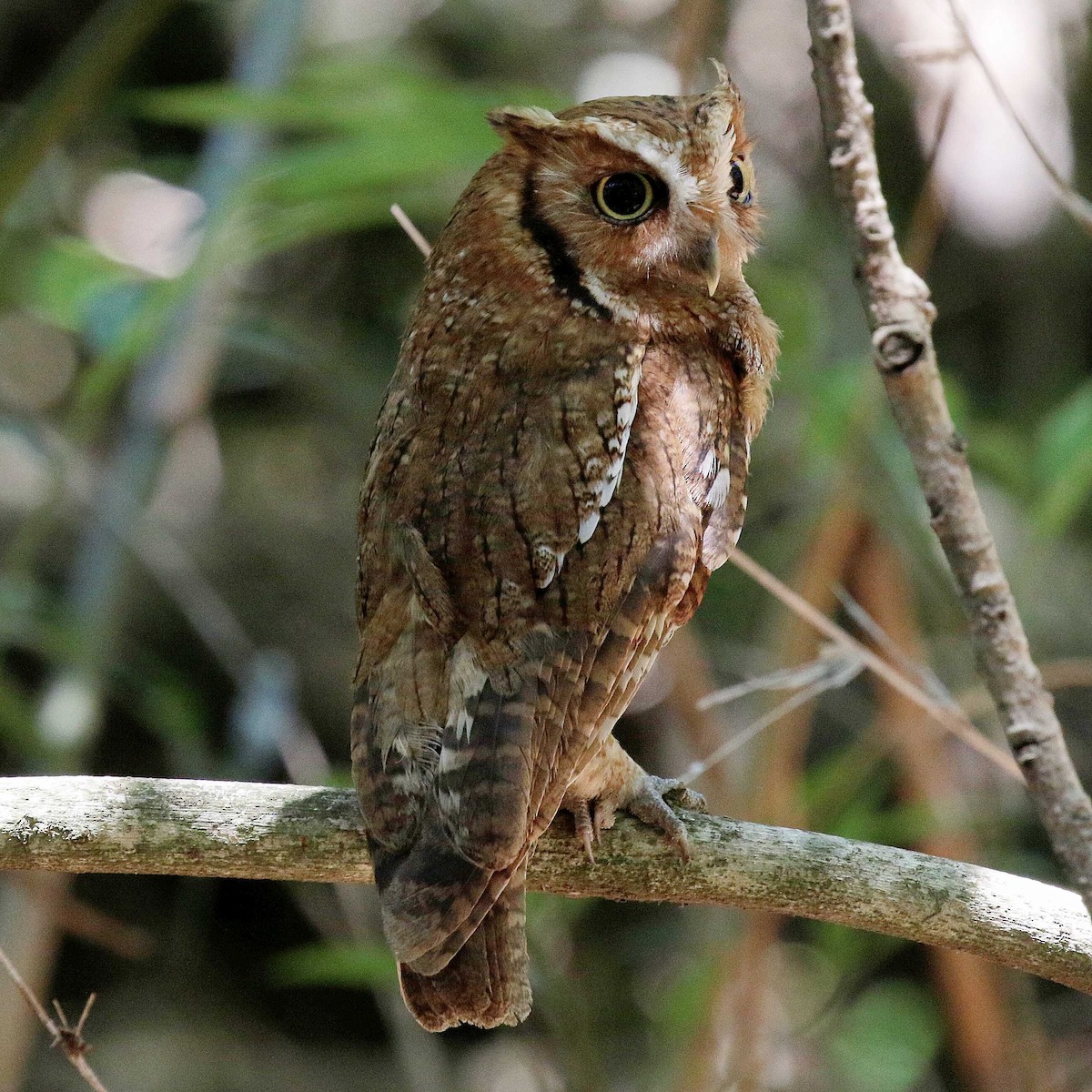 Tropical Screech-Owl - ML611143706