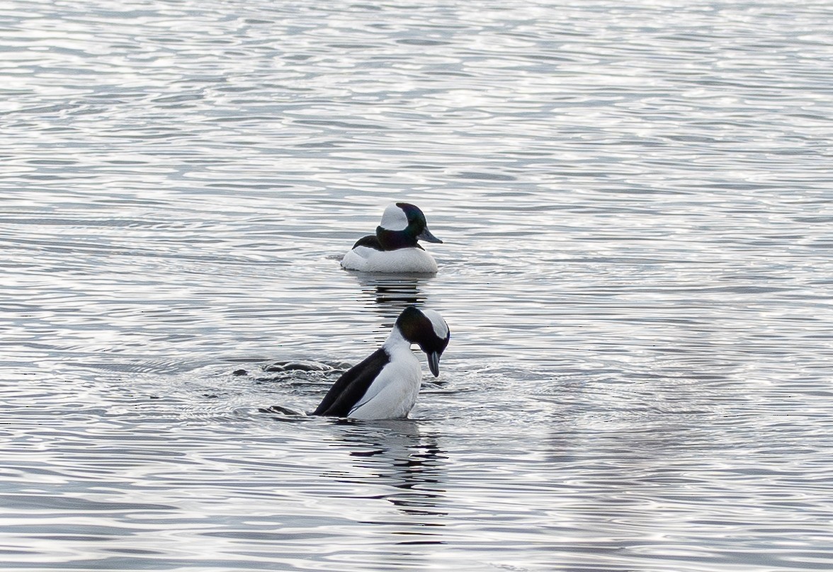 Bufflehead - ML611143732