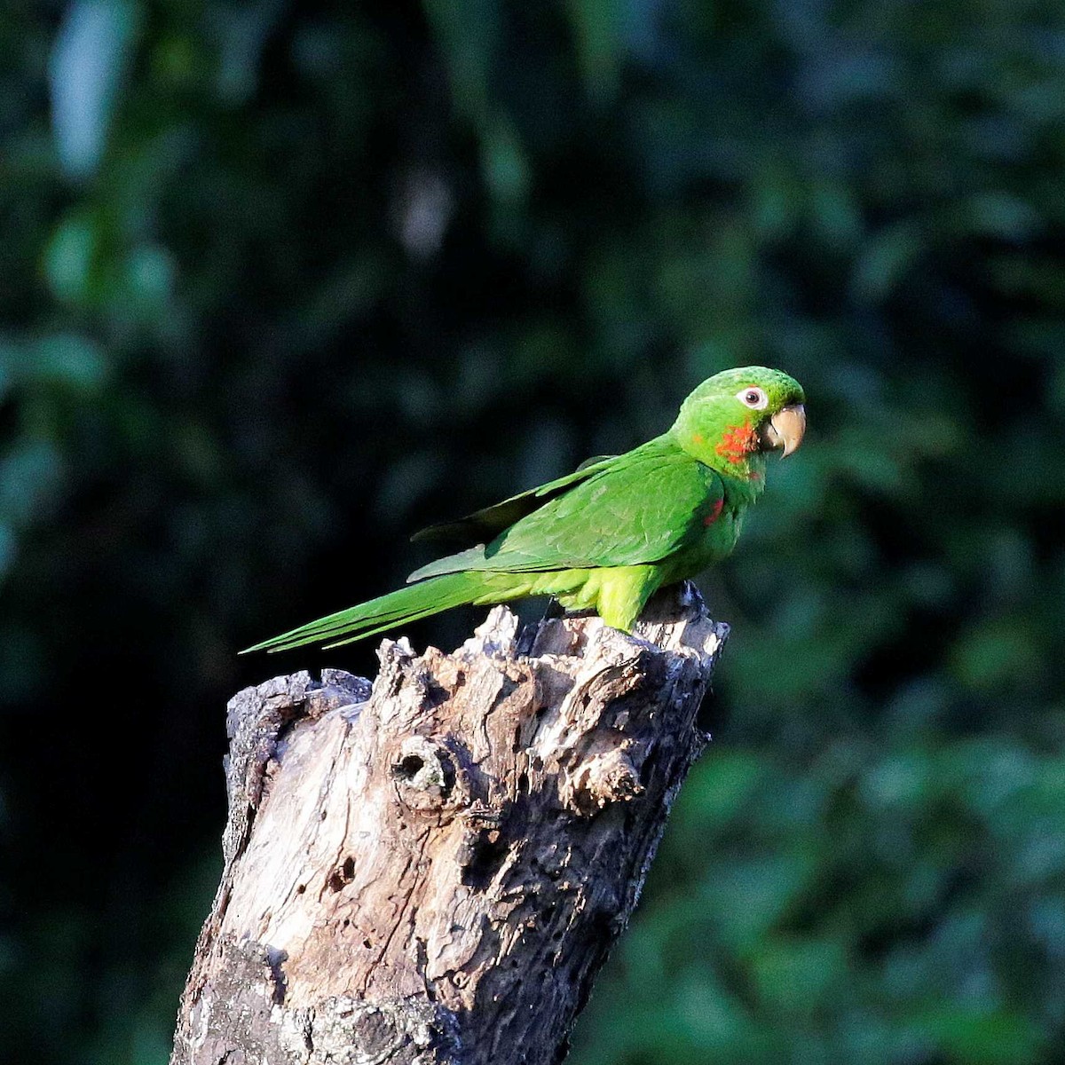 White-eyed Parakeet - ML611143769