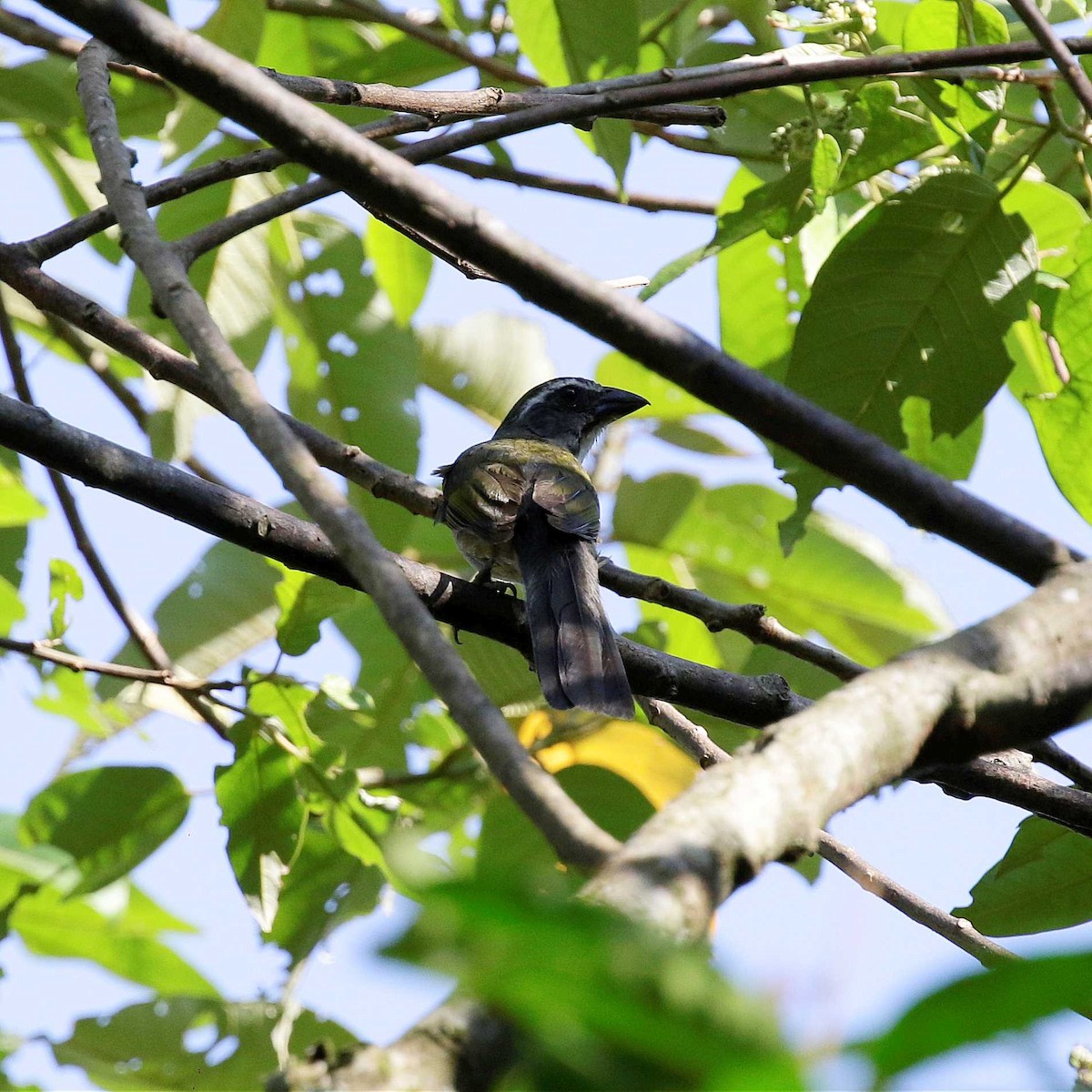 Green-winged Saltator - ML611143790