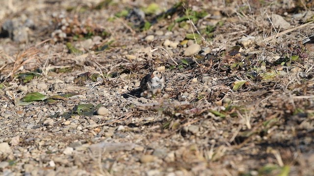 Lapland Longspur - ML611143881