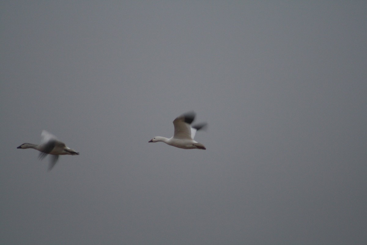 Snow Goose - ML611143891
