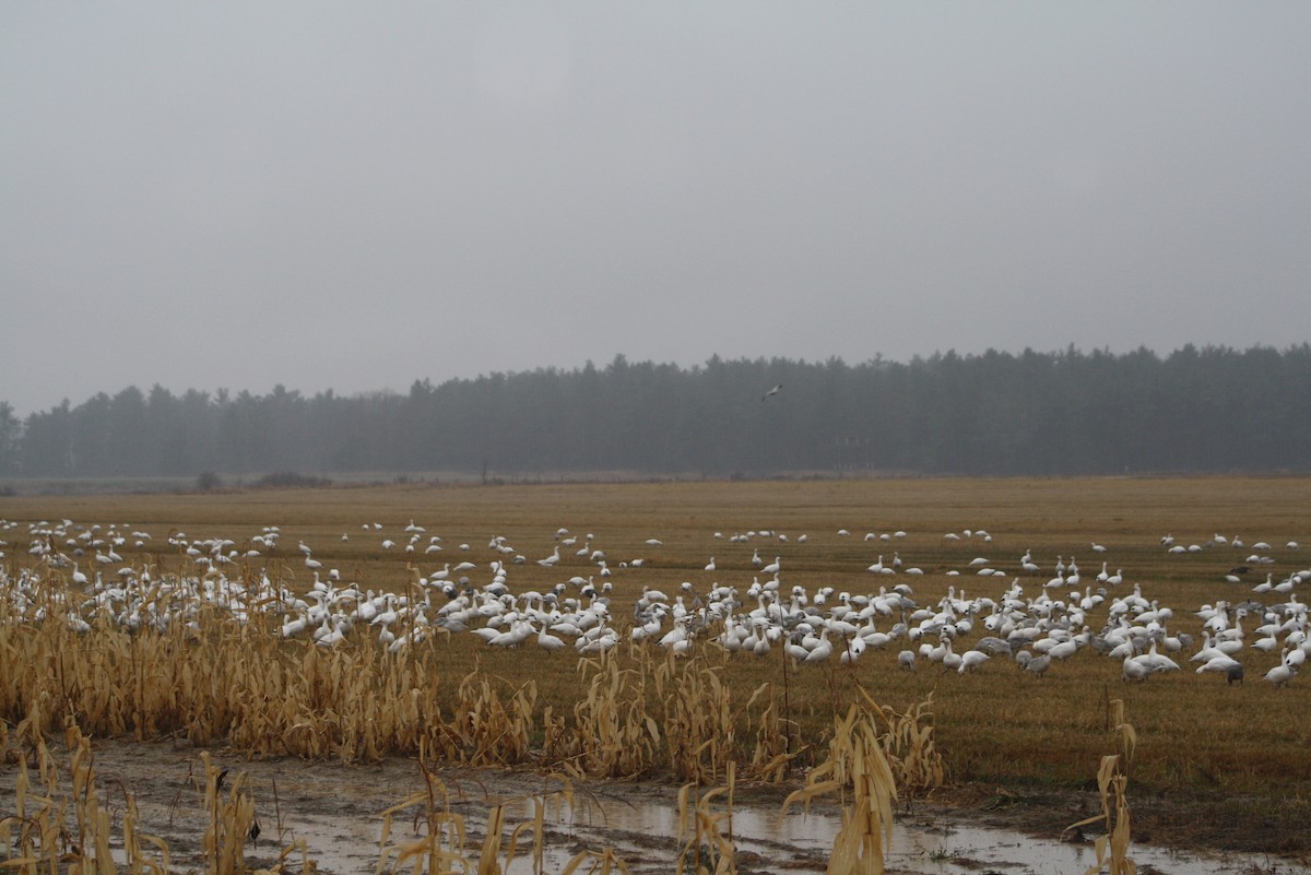 Snow Goose - ML611143892