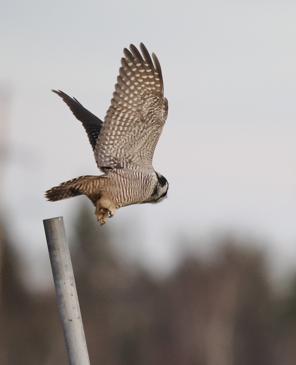 Northern Hawk Owl - ML611143893