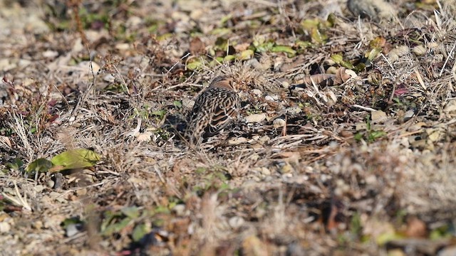 Lapland Longspur - ML611143894