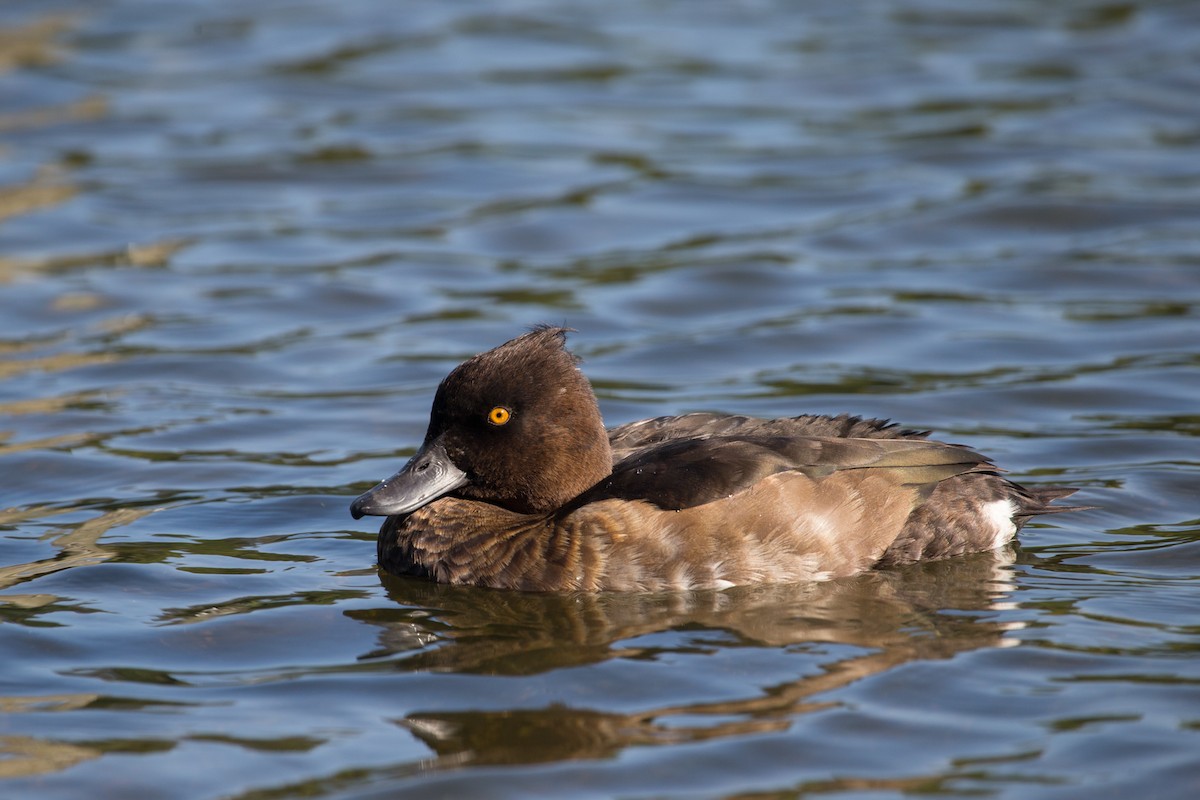 鳳頭潛鴨 - ML611143967