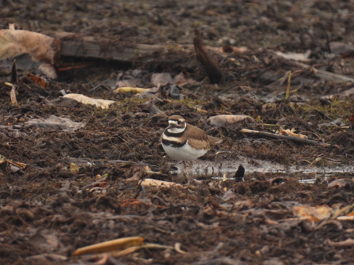 Killdeer - ML611144131