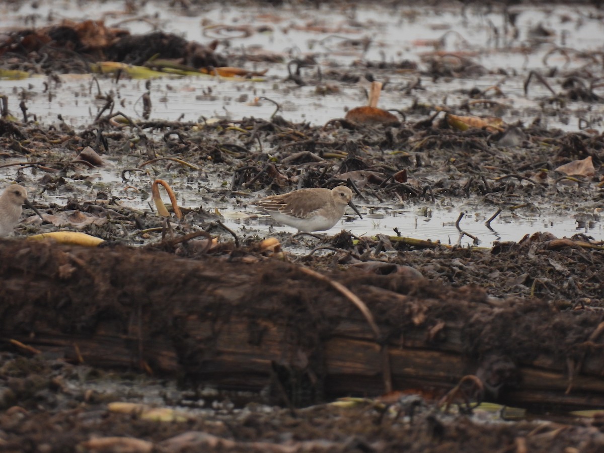 Dunlin - ML611144140