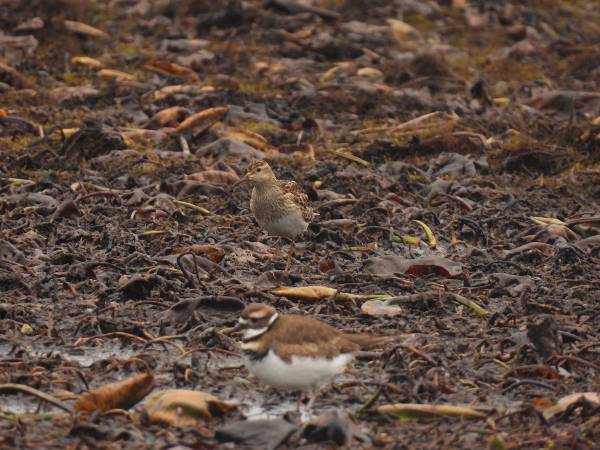 Pectoral Sandpiper - ML611144205