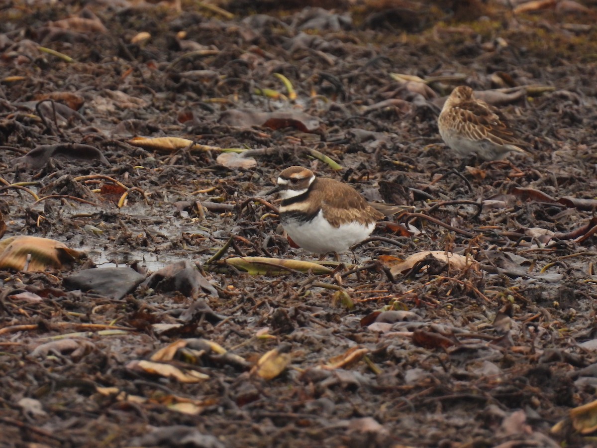 Killdeer - ML611144247