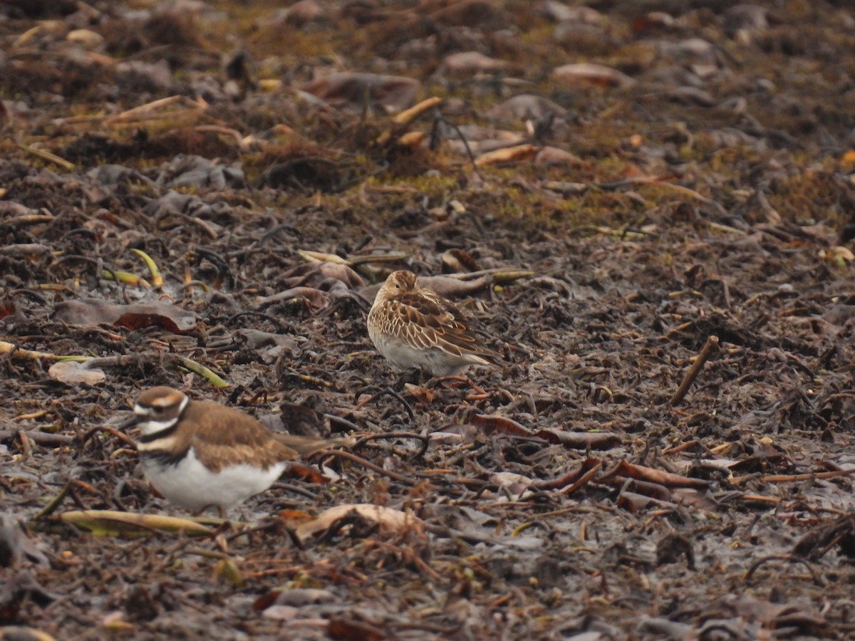 Pectoral Sandpiper - John McKay