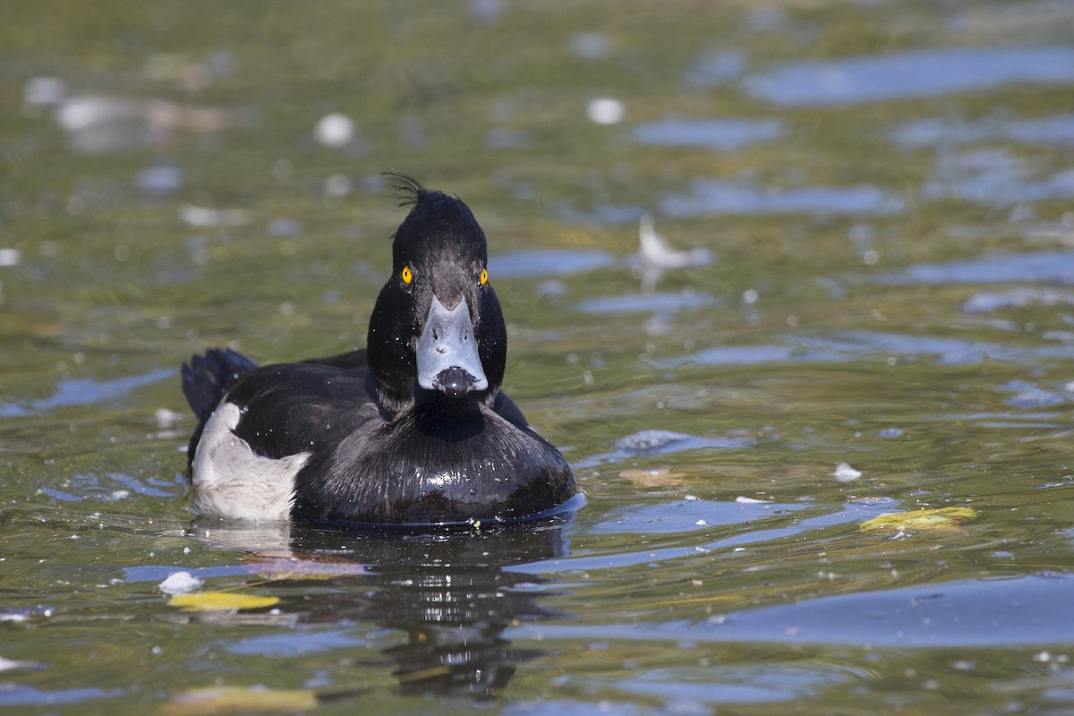 Tufted Duck - ML611144310