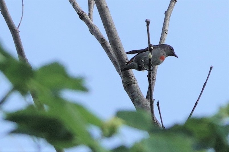 Ashy Flowerpecker - ML611144335