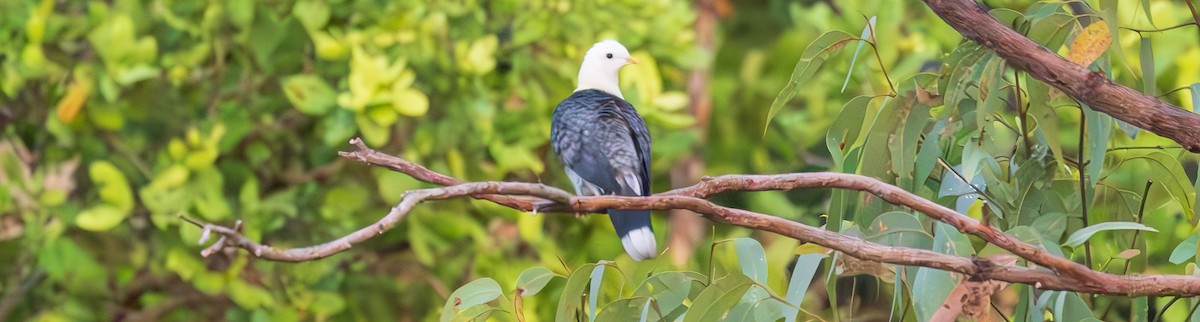 Black-banded Fruit-Dove - ML611144342