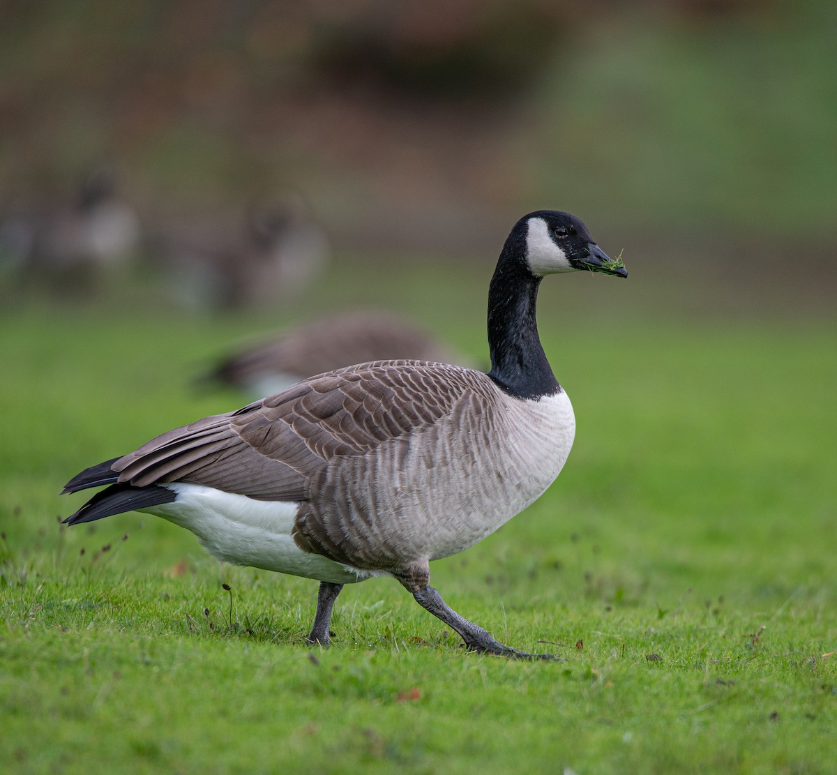 Canada Goose - ML611144461