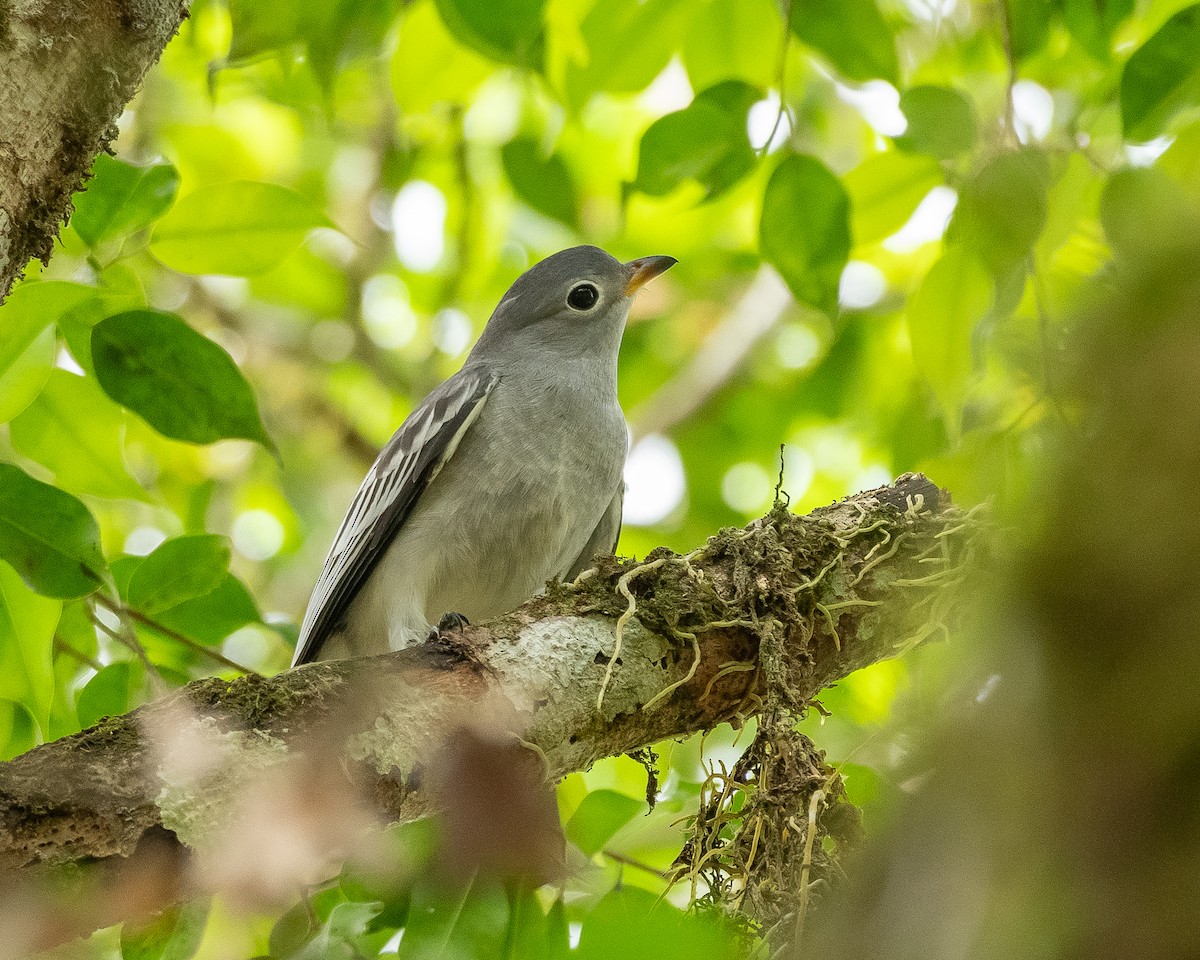 Yellow-billed Cotinga - Andres Paniagua