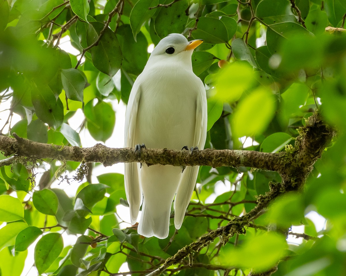 Yellow-billed Cotinga - Andres Paniagua