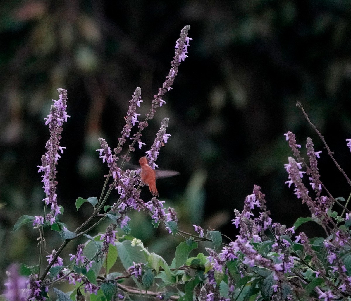 Rufous Hummingbird - Lindsey Schromen-Wawrin