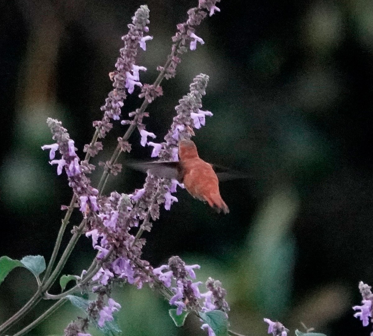 Rufous Hummingbird - Lindsey Schromen-Wawrin