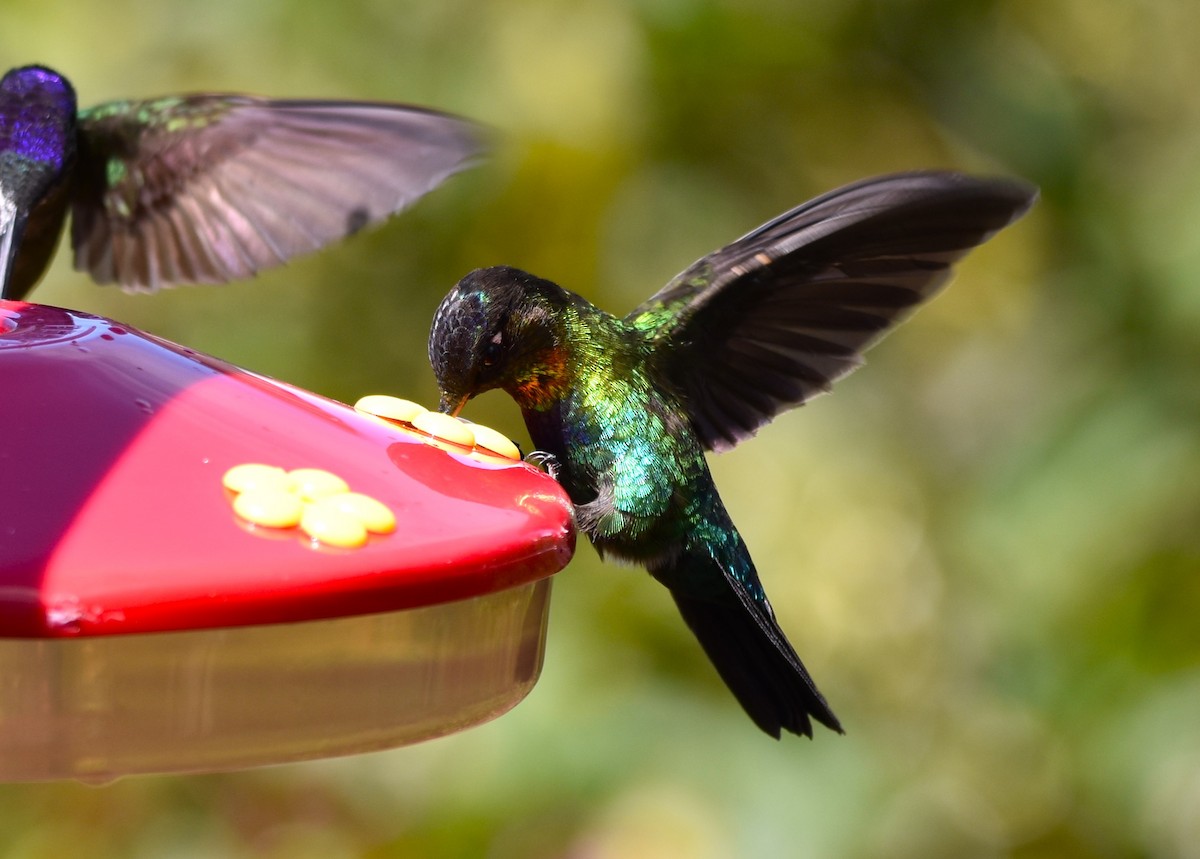 Fiery-throated Hummingbird - alex bell