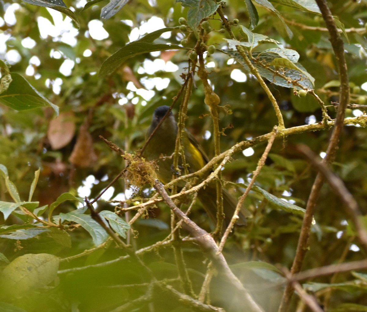 Black-and-yellow Silky-flycatcher - alex bell