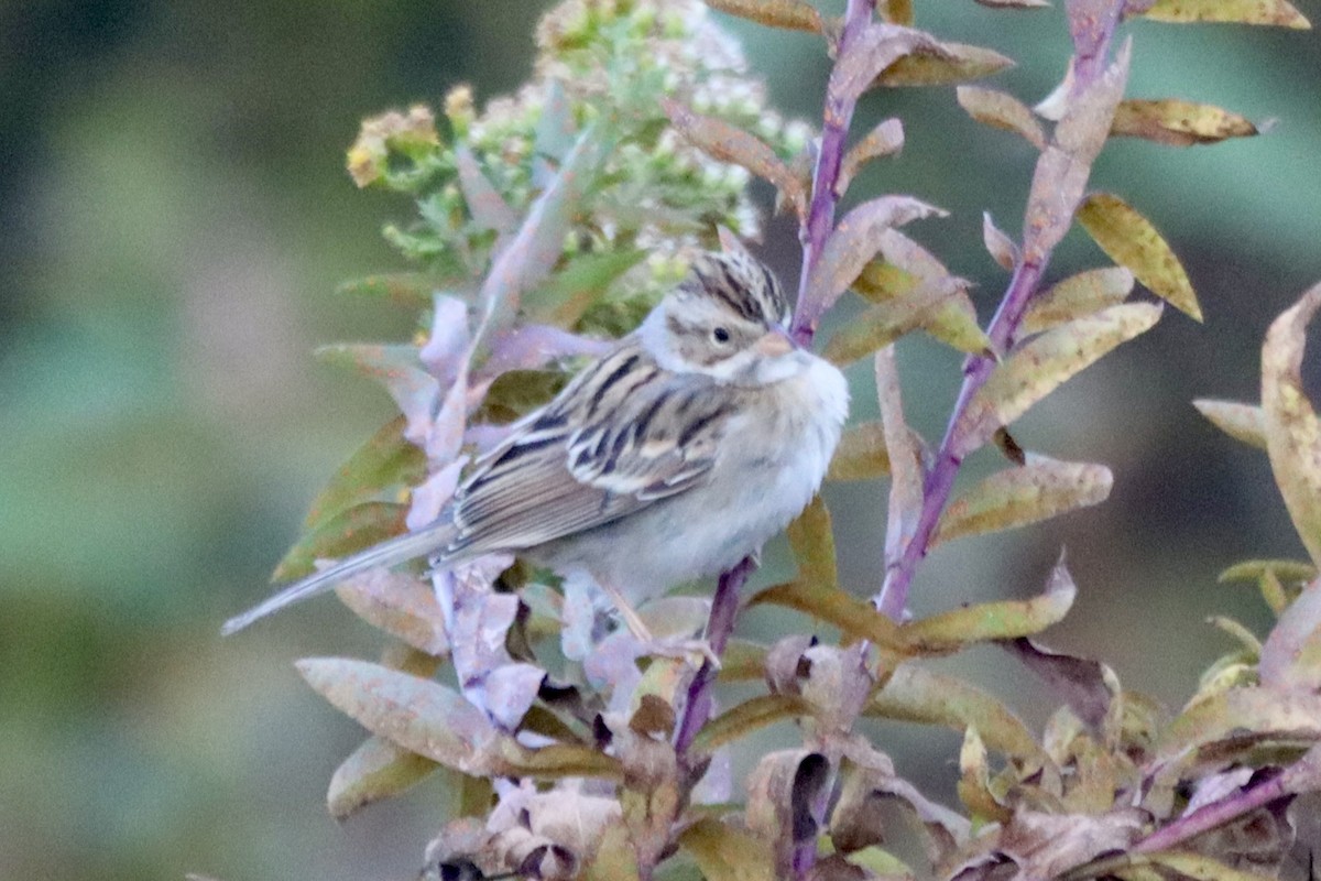 Clay-colored Sparrow - ML611144796