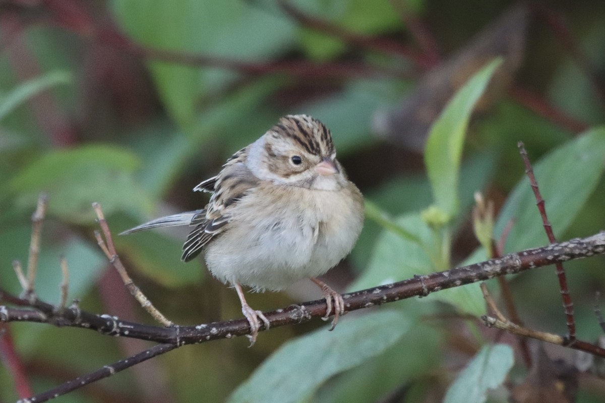 Clay-colored Sparrow - ML611144797